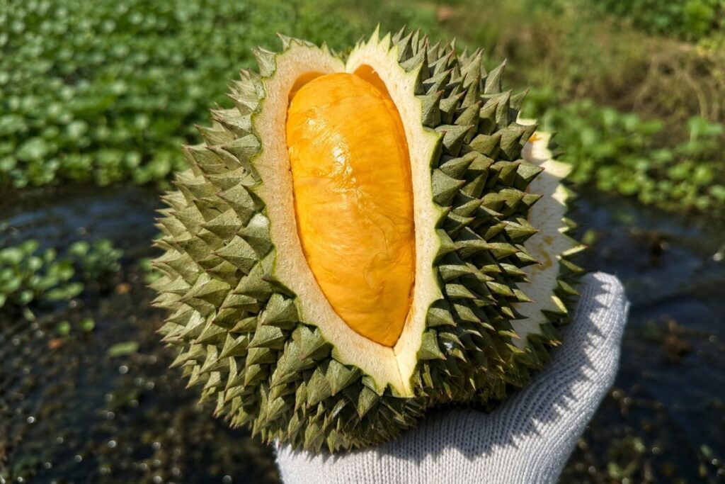 Sầu riêng Black Thorn vẫn giữ giá gần triệu đồng một trái dù nhiều giống sầu riêng khác giảm 20-30% so với cùng kỳ.