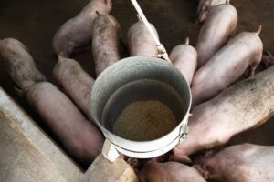 Đồng Nai phát hiện lợn nhiễm chất cấm Salbutamol tại 3 trại chăn nuôi, vụ việc có dấu hiệu vi phạm quy định an toàn thực phẩm.