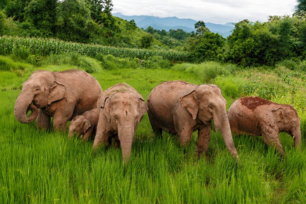 Vân Nam tăng cường giám sát voi châu Á hoang dã, đào tạo cộng đồng ứng phó an toàn khi đàn voi tiến vào khu dân cư và đất canh tác.