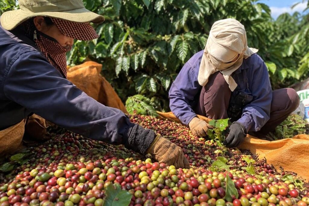 Giá cà phê rời mốc 95.000 đồng/kg, trong khi vụ thu hoạch mới có thể tạo thêm sức ép lên thị trường.