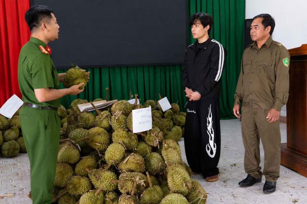 Tăng Ngọc Hiền bị bắt sau khi lẻn vào các rẫy ở Đắk Lắk cắt trộm sầu riêng 3 vụ, tổng cộng hơn 1,6 tấn.