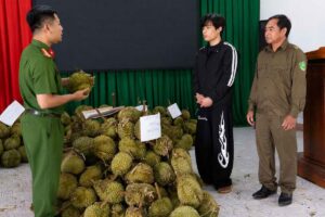 Tăng Ngọc Hiền bị bắt sau khi lẻn vào các rẫy ở Đắk Lắk cắt trộm sầu riêng 3 vụ, tổng cộng hơn 1,6 tấn.