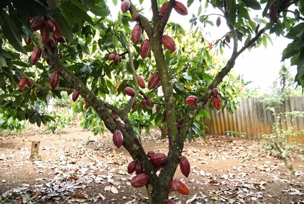 Ca cao Đồng Nai hồi sinh khi giá lập đỉnh và liên kết chuỗi mở rộng, tháo gỡ vòng lặp chặt - trồng để phát triển bền vững.
