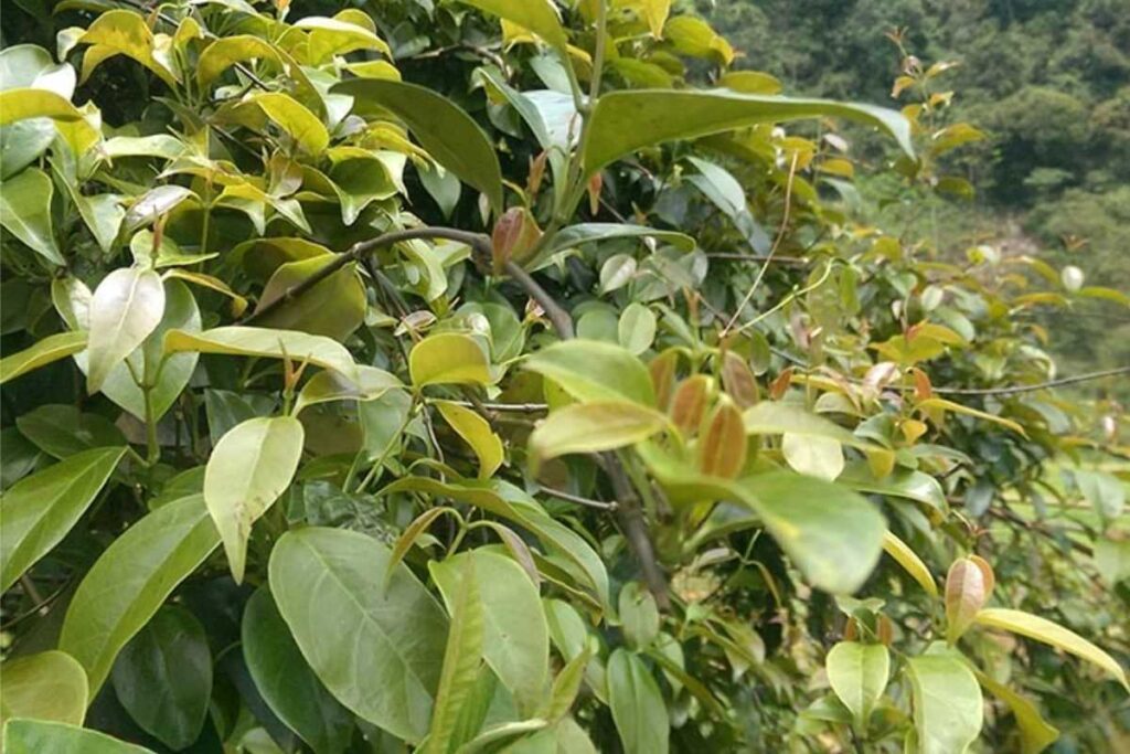 Cây lá giang Đồng Nai mang vị chua dân dã từ loại lá quen thuộc, gắn với bữa cơm gia đình ở vùng đất đỏ bazan Long Khánh.