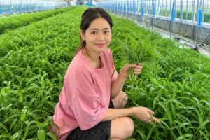 Cô gái Việt trồng rau ở Hàn Quốc, mở rộng nhà kính, thu hoạch hàng tạ rau muống mỗi ngày và bán hàng qua mạng.