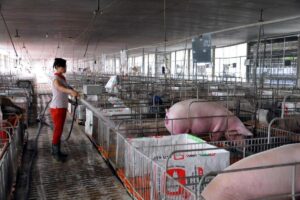 Dofico được TP Đồng Nai điều chỉnh quyết định thuê gần 65,9 ha đất để xây dựng hạ tầng khu chăn nuôi tập trung.