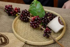 Giá nông sản hôm nay 3/9: Giá cà phê trong nước giảm 700 đồng/kg, trong khi sầu riêng Đắk Lắk tiêu thụ khoảng 600 tấn.