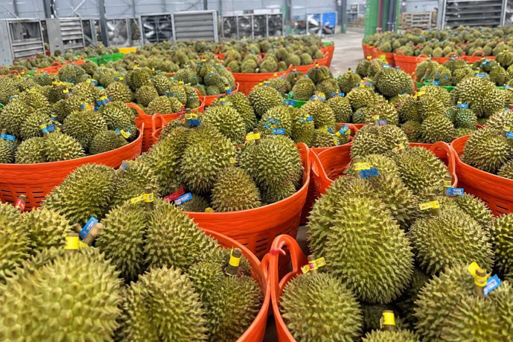 Giá nông sản hôm nay 25/9 ghi nhận sầu riêng tăng giá mạnh, thu hút sự quan tâm của người trồng và thị trường xuất khẩu.
