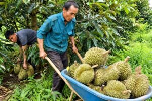 Giá sầu riêng Tây Nguyên tăng 20-30%, hàng tuyển đặc biệt đạt 100.000-105.000 đồng/kg khi nguồn cung cuối vụ thu hẹp.