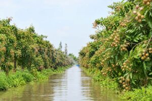 Trung Quốc siết tiêu chuẩn nông sản, thúc đẩy ĐBSCL tái cấu trúc vùng sản xuất, nâng chất lượng và khả năng xuất khẩu.