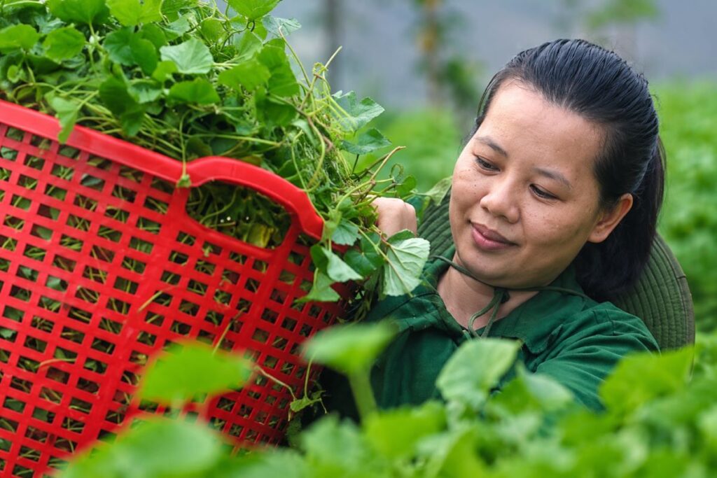 Rau má được trồng theo hướng hiện đại, chế biến thành thức uống “bắt trend”, mở thêm đầu ra, giúp nông dân giảm lo ép giá.
