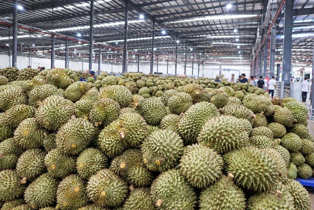 Sầu riêng tập kết tại Công ty Chánh Thu, cho thấy một phần hành trình của trái sầu riêng qua nhiều khâu trước khi đến tay người tiêu dùng.