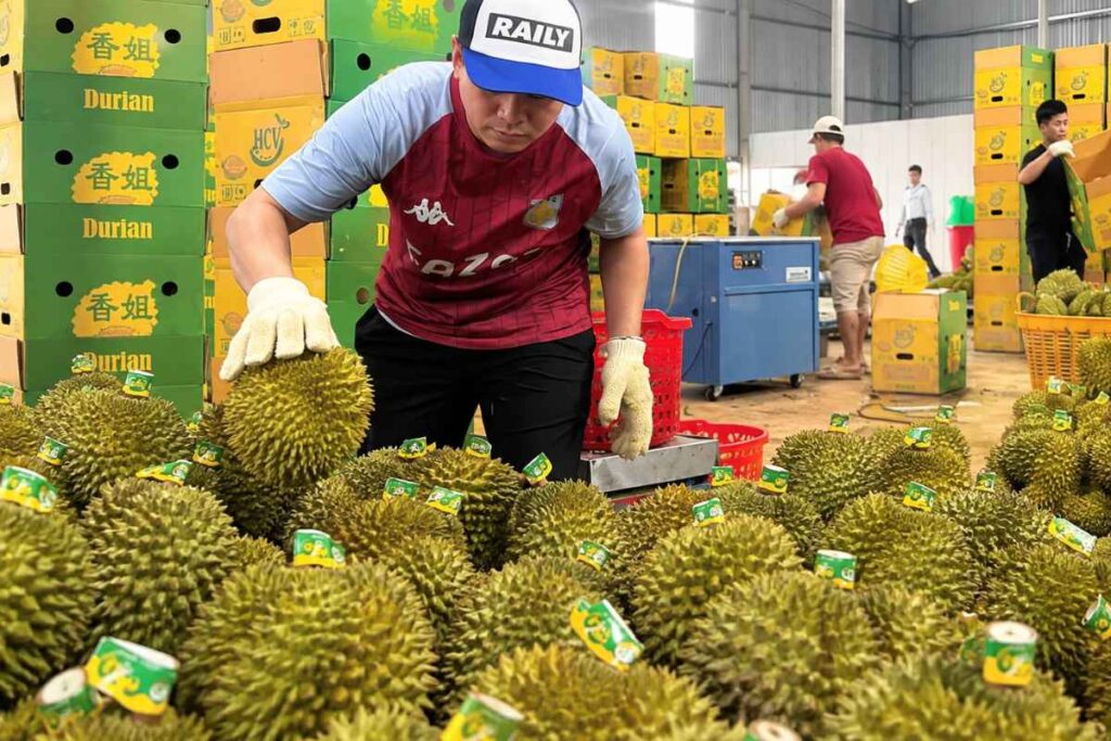 Sầu riêng Việt Nam đối mặt sức ép từ Thái Lan, Malaysia và các đối thủ, dù xuất khẩu năm 2026 được dự báo vượt 4 tỷ USD.