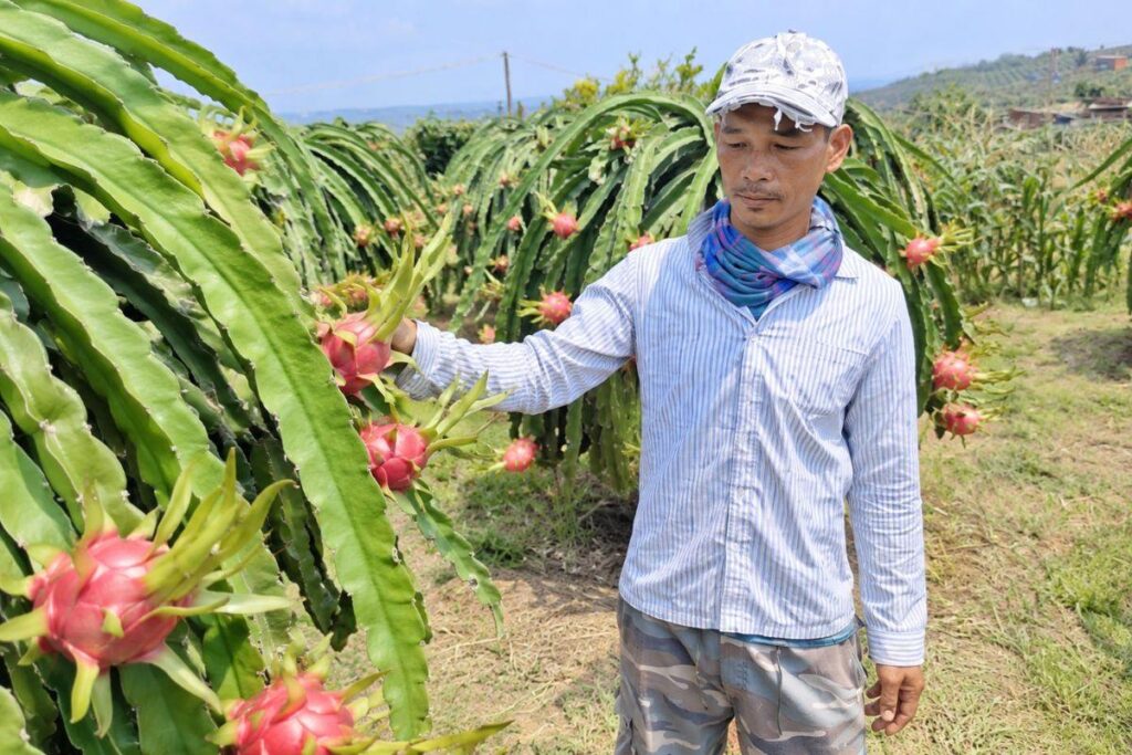 Thanh long xuất khẩu tại Bình Thuận giảm sâu còn 2.000-7.000 đồng/kg, khiến nhiều nhà vườn thua lỗ nặng trong vụ Trung thu.