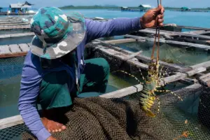 Tôm hùm, cá tra Việt Nam tăng trưởng tại Trung Quốc, trong bối cảnh xuất khẩu cá tra sang Mỹ chịu tác động từ thuế chống bán phá giá.