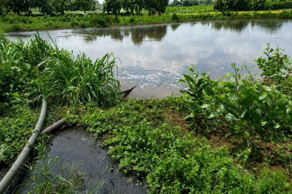 Đồng Nai phát hiện trang trại heo để nước thải chảy ra suối, gây chú ý về việc xử lý nước thải trong chăn nuôi.