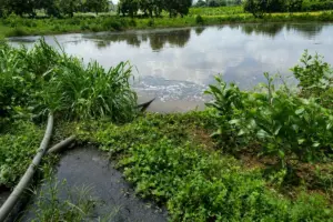 Đồng Nai phát hiện trang trại heo để nước thải chảy ra suối, gây chú ý về việc xử lý nước thải trong chăn nuôi.