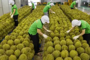 Xuất khẩu sầu riêng Việt Nam đạt gần 1,8 tỷ USD trong 7 tháng 2026, tăng 47,1%, với Trung Quốc chiếm 93,5% kim ngạch.