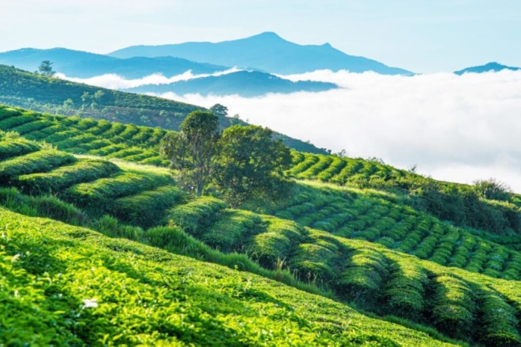 Tour Đồng Nai Bảo Lộc Đà Lạt 3 ngày 2 đêm đưa du khách khám phá đồi chè, thác nước và cảnh sắc cao nguyên trong hành trình nghỉ dưỡng vừa đủ.