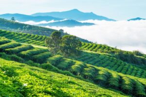 Tour Đồng Nai Bảo Lộc Đà Lạt 3 ngày 2 đêm đưa du khách khám phá đồi chè, thác nước và cảnh sắc cao nguyên trong hành trình nghỉ dưỡng vừa đủ.