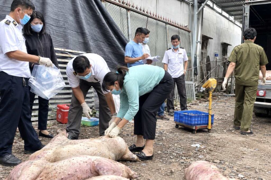 Dịch tả lợn châu Phi gia tăng tại Đồng Nai, gần 28.000 con heo bị tiêu hủy.
