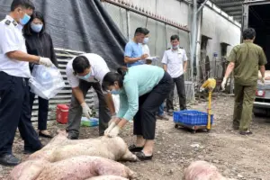 Dịch tả lợn châu Phi gia tăng tại Đồng Nai, gần 28.000 con heo bị tiêu hủy.