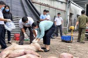 Dịch tả lợn châu Phi tại Đồng Nai diễn biến phức tạp, gần 28.000 con heo phải tiêu hủy. Cập nhật tình hình dịch bệnh và các số liệu đáng chú ý.