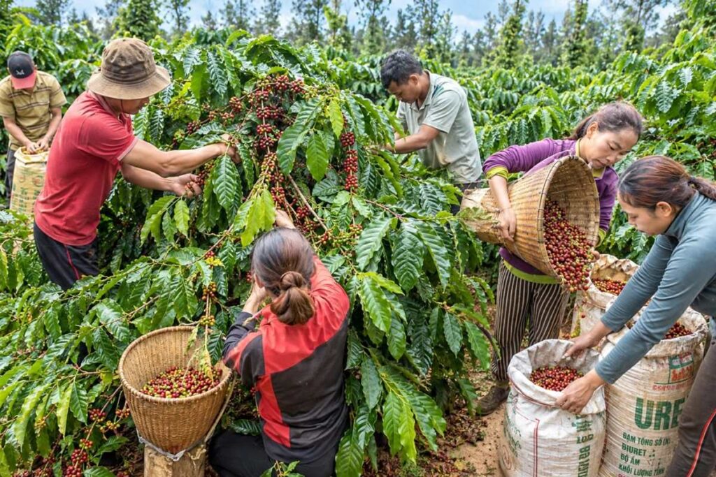 Giá cà phê Robusta giảm dưới 90.000 đồng/kg tại nhiều nơi ở Tây Nguyên khi bước vào vụ thu hoạch. Thị trường đang chịu thêm áp lực giảm giá.
