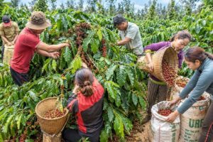 Giá cà phê Robusta giảm dưới 90.000 đồng/kg tại nhiều nơi ở Tây Nguyên khi bước vào vụ thu hoạch. Thị trường đang chịu thêm áp lực giảm giá.