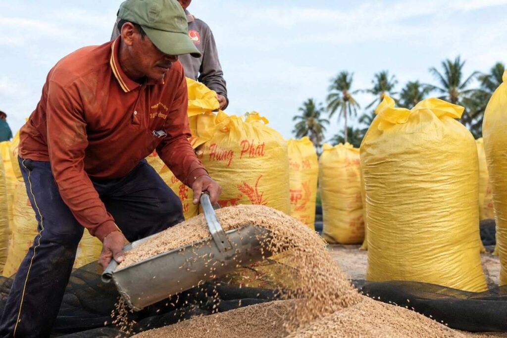Giá gạo Việt Nam tăng 30-40 USD/tấn, kéo giá lúa đi lên. Nguồn cung ĐBSCL hạn chế khi nông dân bước vào giai đoạn giáp vụ.