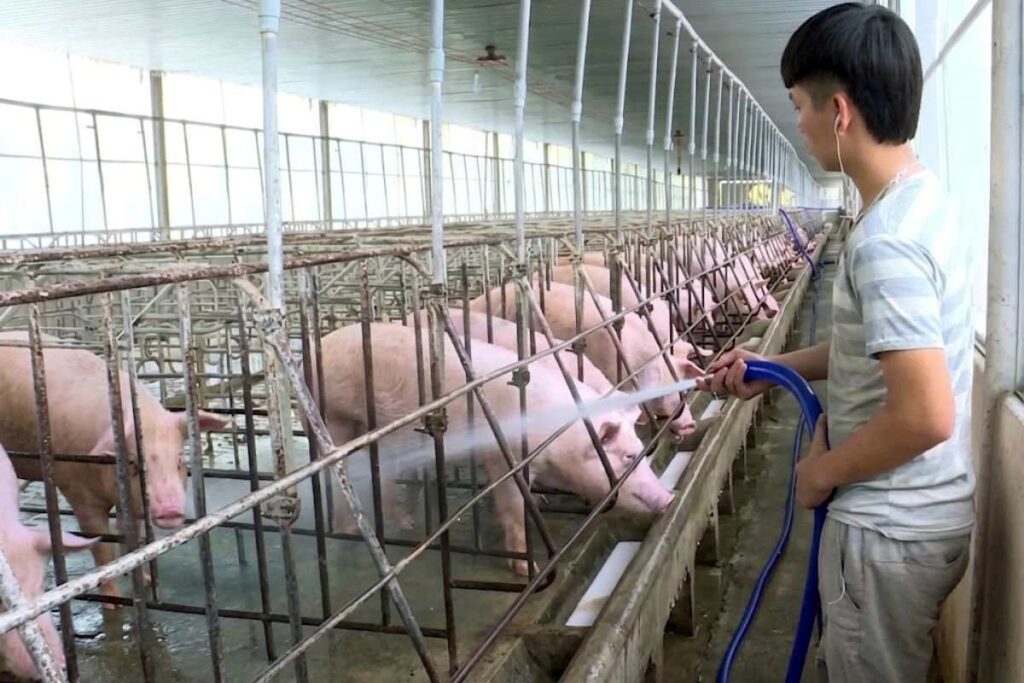Giá heo hơi giảm về mức thấp sau nhiều năm, khiến người chăn nuôi đối mặt áp lực lợi nhuận dù đã đầu tư nhiều tháng.