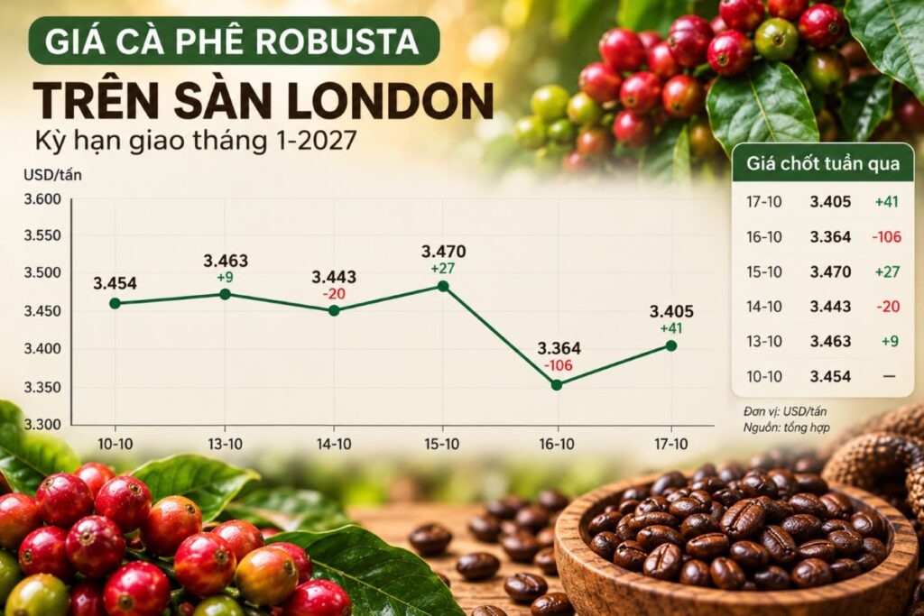 Giá Robusta trên sàn London giảm trong tuần, trong khi giá nội địa vẫn cao. Vì sao nông dân giữ cà phê, chưa vội bán?