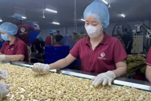 Ngành điều Việt Nam đón cơ hội từ nhu cầu tăng, nhưng vẫn chịu áp lực nguyên liệu, chi phí và rào cản thương mại.
