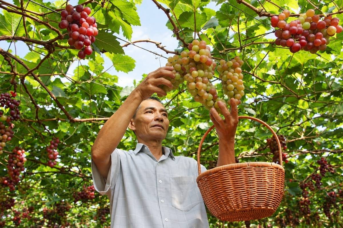 Nông dân Gia Lai thuần hóa nhiều giống nho trên vùng đất khô cằn, mở ra triển vọng phát triển mô hình nông nghiệp mới.