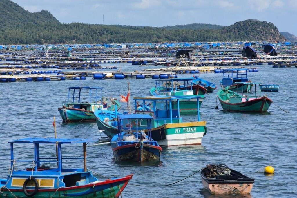 Nuôi tôm hùm Đắk Lắk đối mặt nguy cơ thiên tai, buộc người dân gia cố lồng bè để bảo vệ tài sản và duy trì nghề nuôi biển.