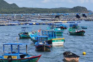 Nuôi tôm hùm Đắk Lắk đối mặt nguy cơ thiên tai, buộc người dân gia cố lồng bè để bảo vệ tài sản và duy trì nghề nuôi biển.